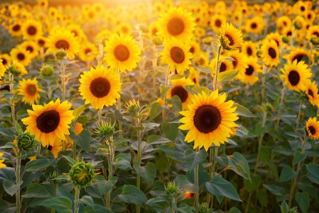 Sunflowers