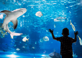 boy leaning on glass of aquarium