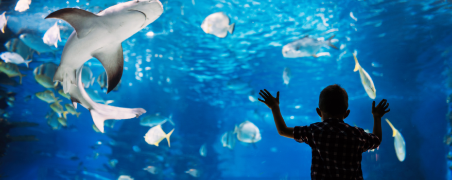 boy leaning on glass of aquarium